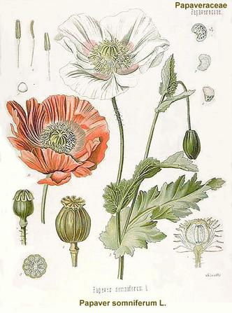 Opium poppy, Papaver